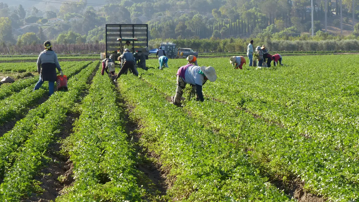 Read more about the article Leveraging Food and Beverage Consultants to Innovate Sustainable Menu Engineering